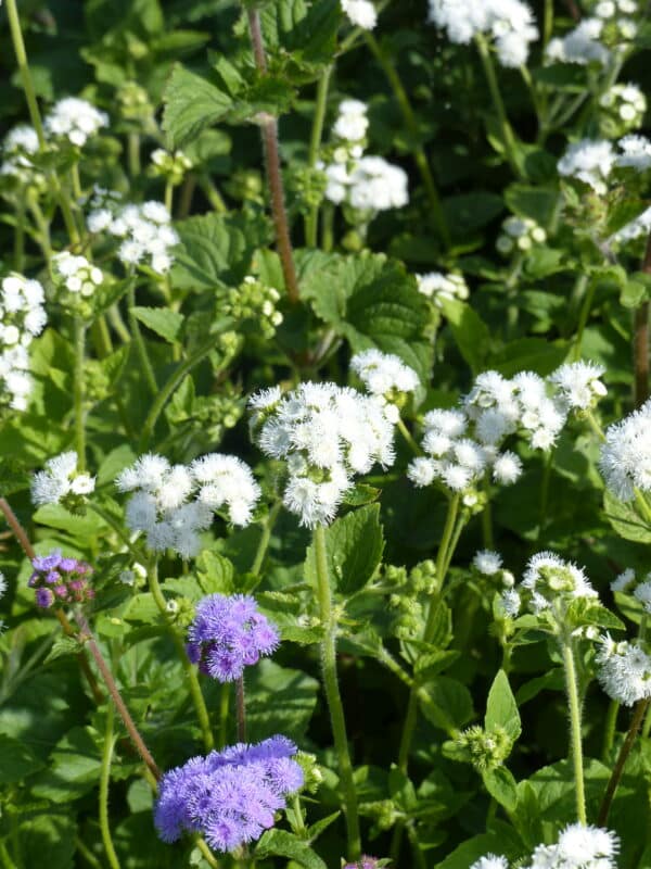 Ageratum houstonianum QIS Bouquet White scaled