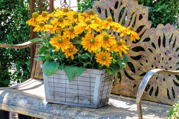 Rudbeckia hirta Amarillo Gold - Image 3