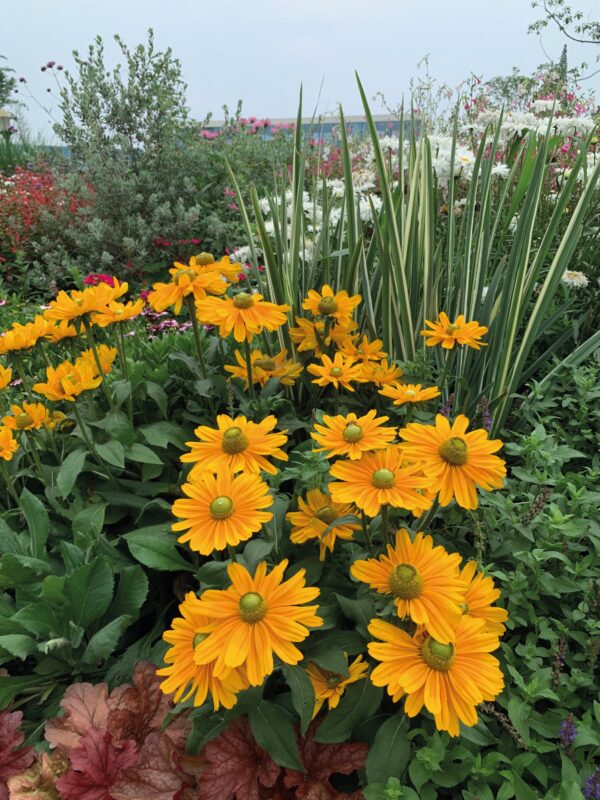 Rudbeckia hirta Amarillo Gold - Image 6