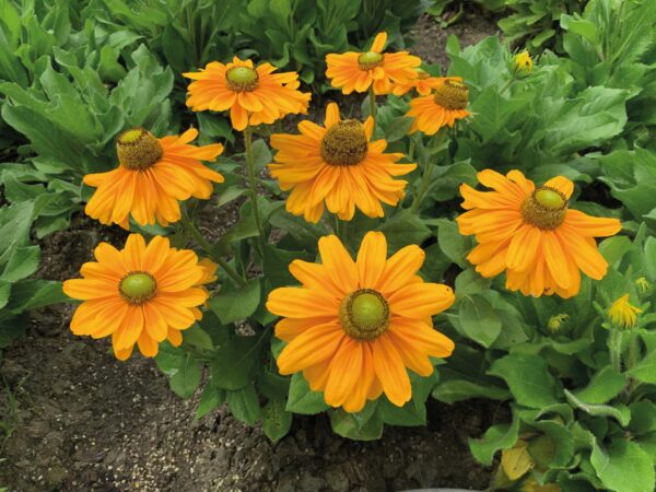 Rudbeckia hirta Amarillo Gold - Image 5