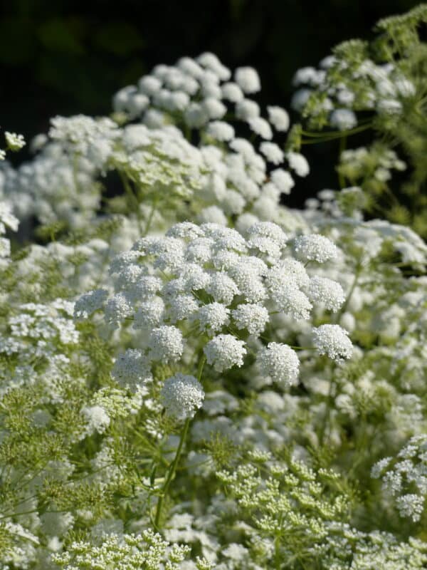 Ammi majus QIS Queen of Africa 1 scaled