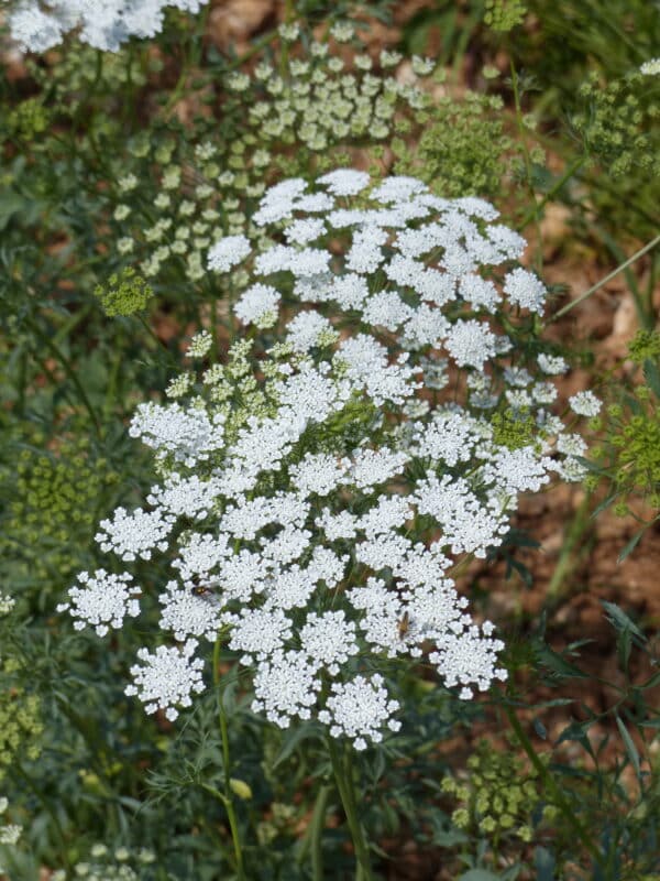 Ammi majus QIS Queen of Africa scaled