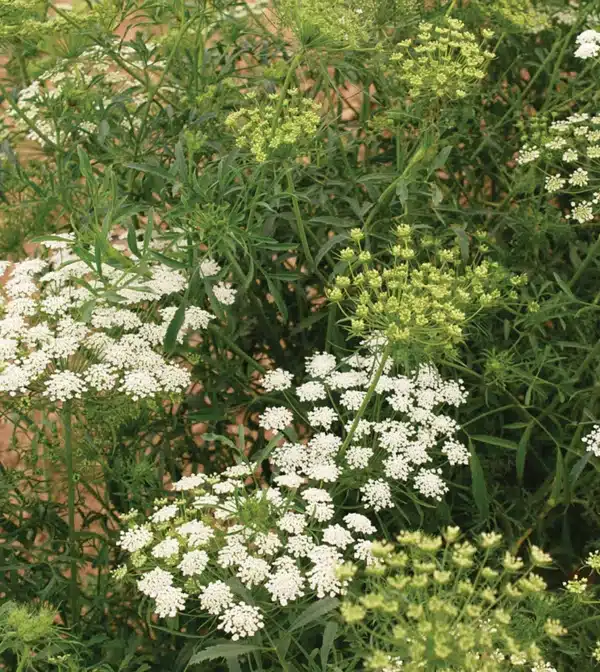 Ammi majus Queen of Africa 1