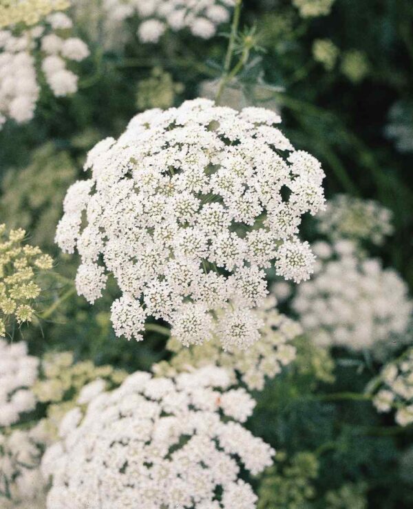 Ammi majus Queen of Africa