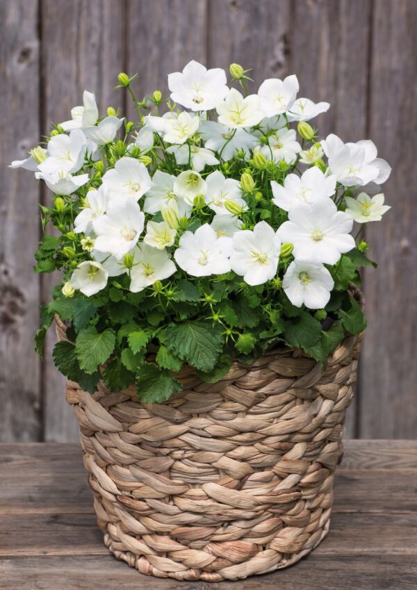 Campanula carpatica Clips White - Image 4