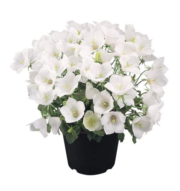 Campanula carpatica Clips White