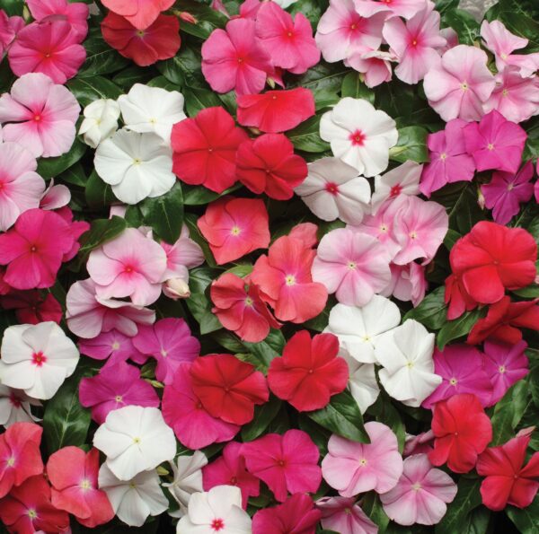 Catharanthus (Vinca) roseus First Kiss mixture