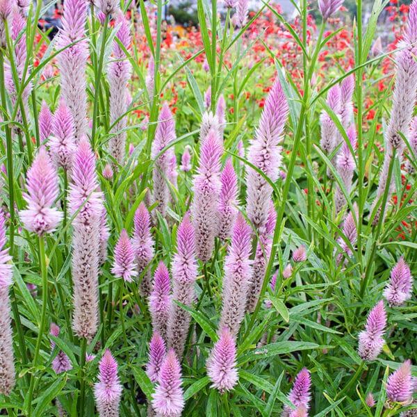 Celosia argentea spicata Flamingo Feather