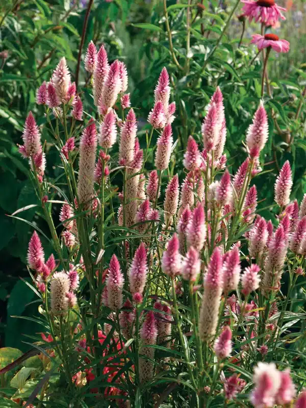 Celosia argentea spicata Flamingo Feather scaled