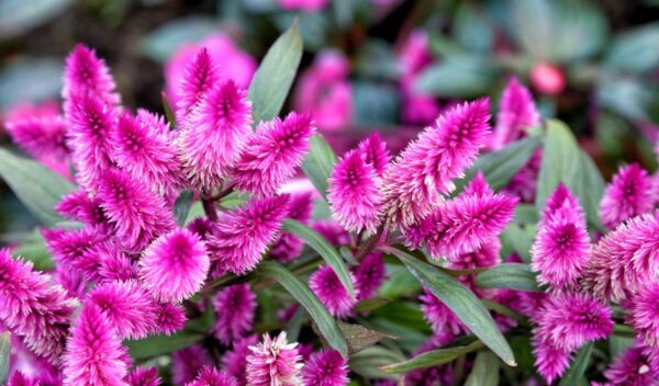 Celosia spicata Flamingo Purple 2