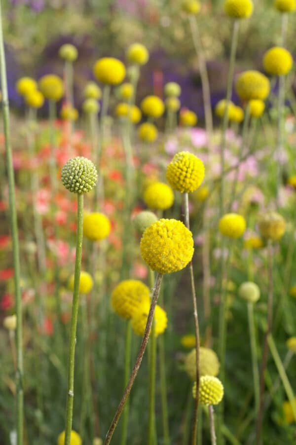 Craspedia globosa QIS Billy Buttons