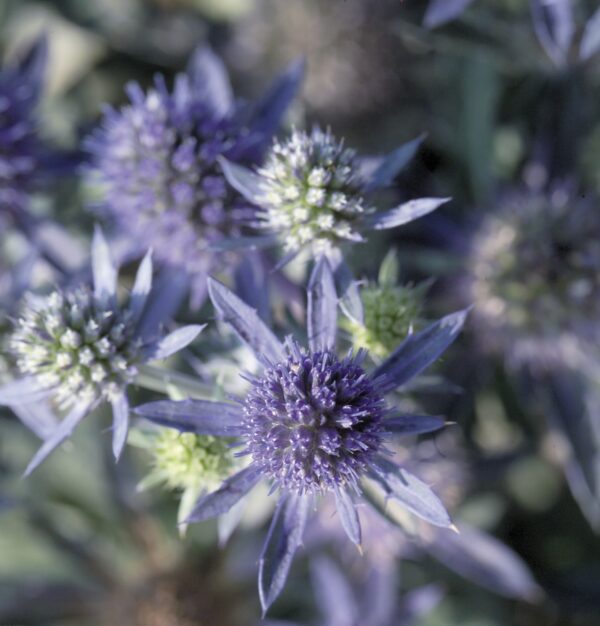 Eryngium planum Blue Hobbit - Image 2