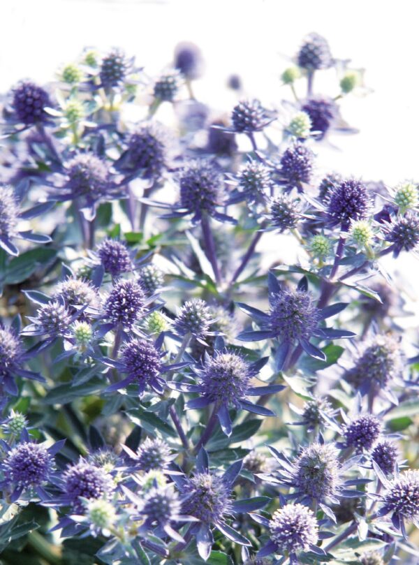 Eryngium planum Blue Hobbit - Image 3