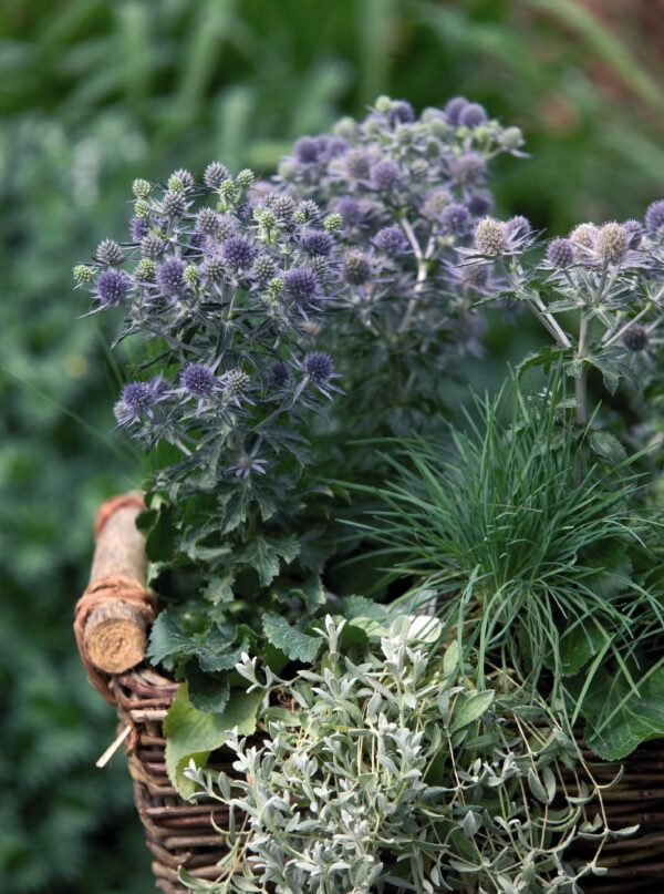 Eryngium planum Blue Hobbit - Image 4