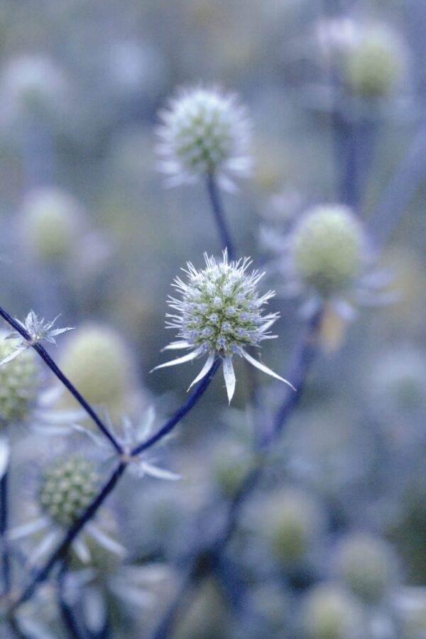 Eryngium planum Glitter Blue - Image 4