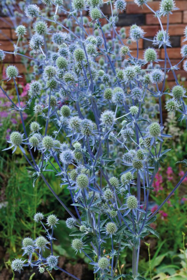 Eryngium planum Glitter Blue