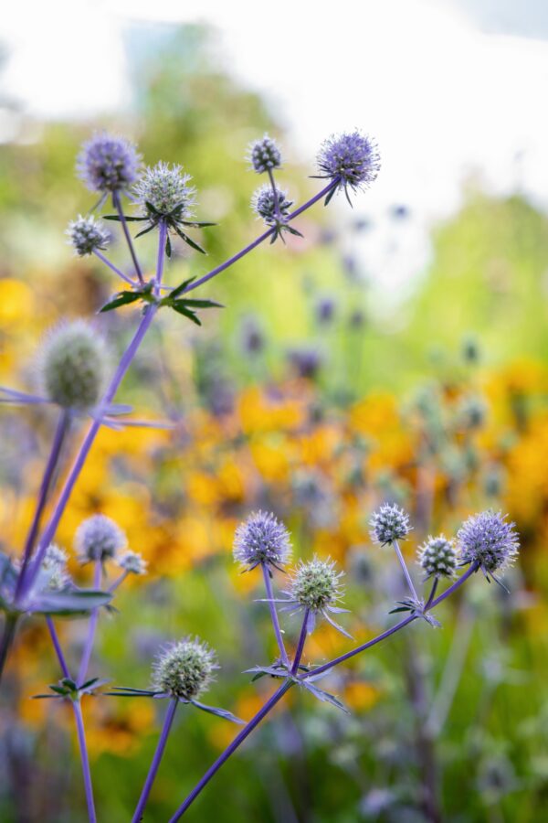 Eryngium planum Glitter Blue - Image 5