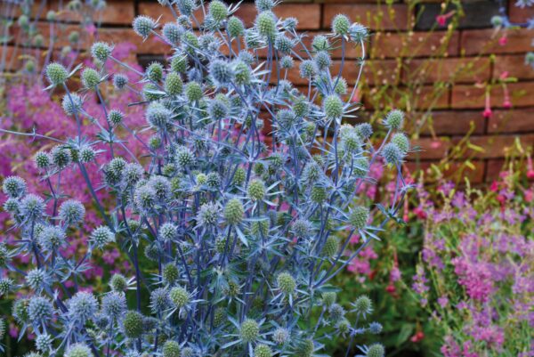 Eryngium planum Glitter Blue - Image 6