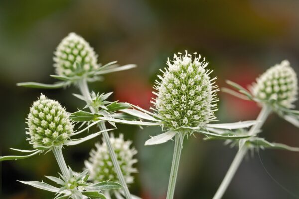 Eryngium planum Glitter White - Image 2