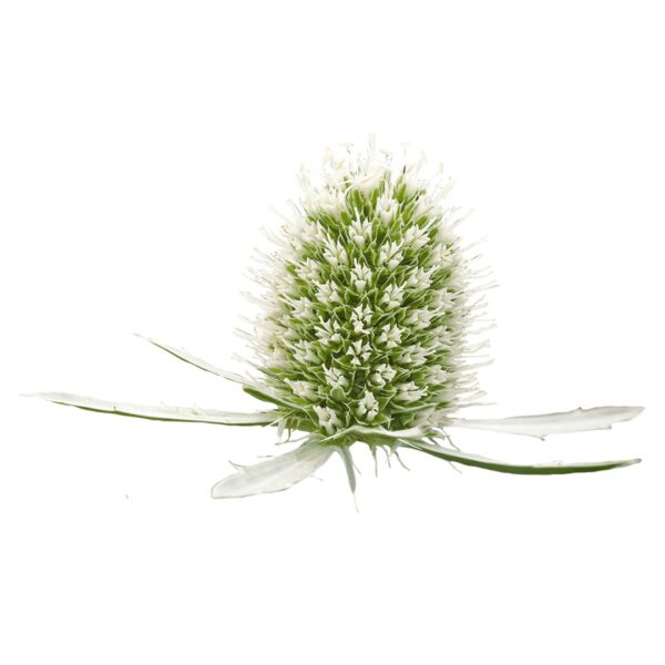 Eryngium planum Glitter White - Image 4