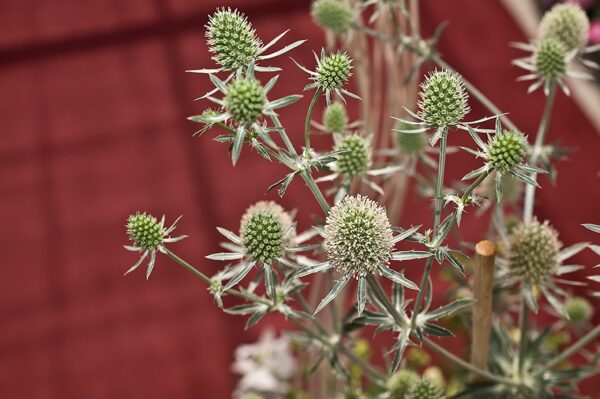 Eryngium planum Glitter White