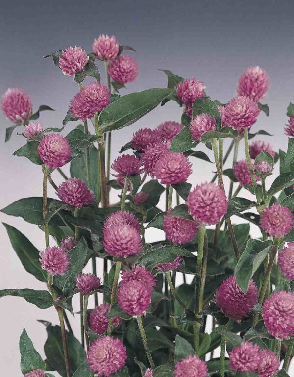 Gomphrena globosa QIS Lilac