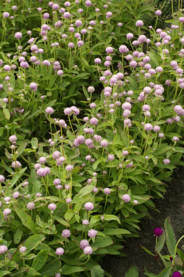 Gomphrena globosa QIS Pink