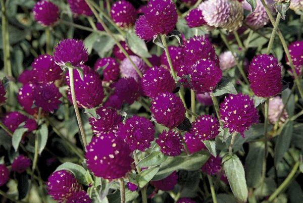 Gomphrena globosa QIS Purple 1