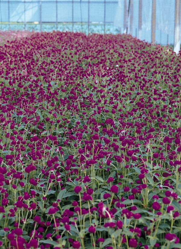 Gomphrena globosa QIS Purple