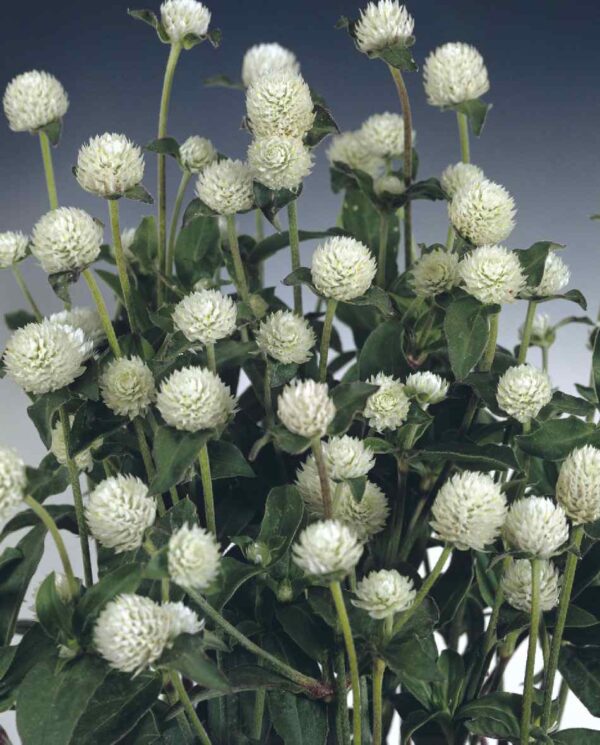 Gomphrena globosa QIS White 1