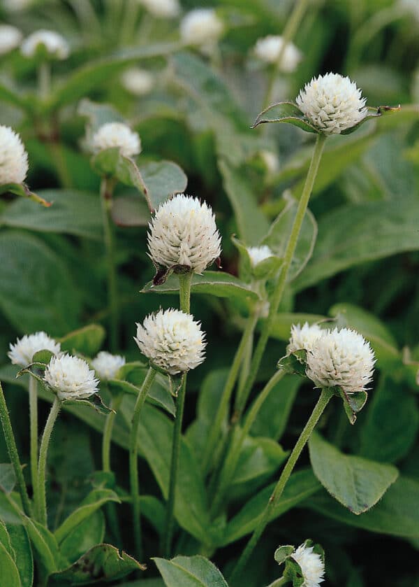 Gomphrena globosa QIS White