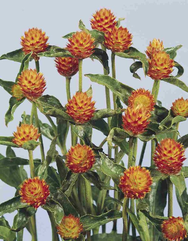 Gomphrena haageana QIS Orange