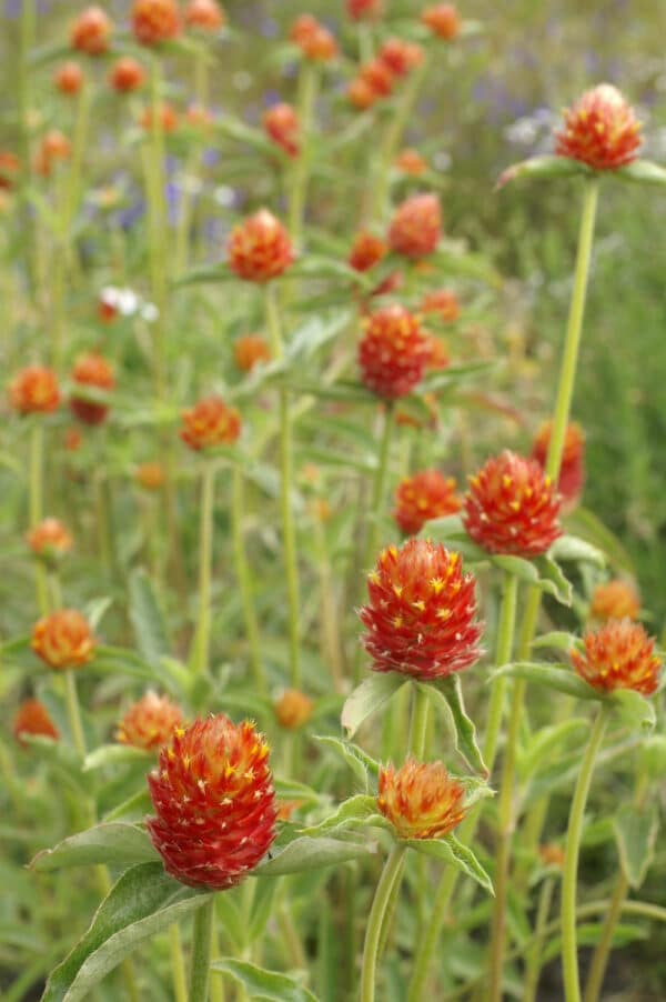 Gomphrena haageana QIS Orange