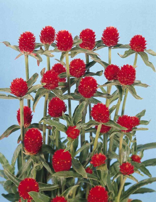 Gomphrena haageana QIS Red