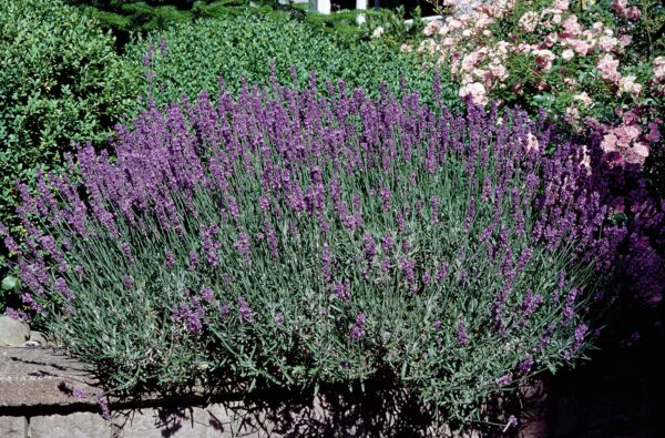 Lavandula angustifolia Hidcote - Image 6