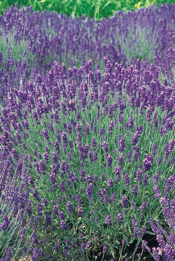 Lavandula angustifolia Hidcote - Image 3