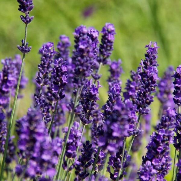 Lavandula angustifolia Hidcote - Image 5