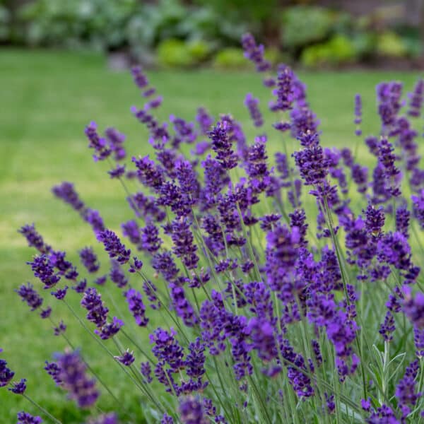 Lavandula angustifolia Hidcote - Image 2