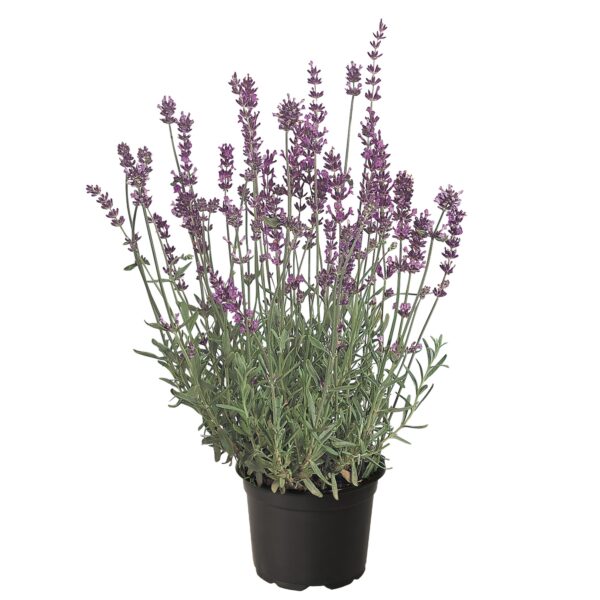 Lavandula angustifolia Munstead