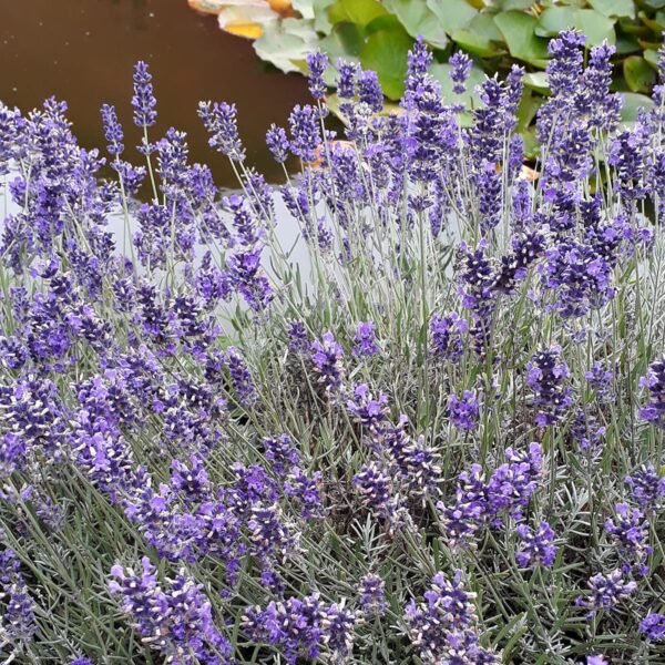 Lavandula angustifolia Munstead - Image 2