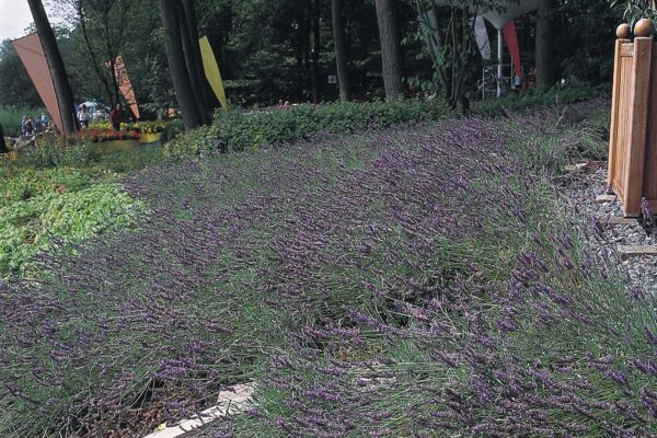 Lavandula angustifolia Munstead - Image 4