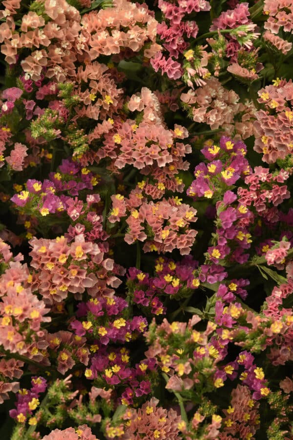 Limonium QIS Apricot 1 scaled