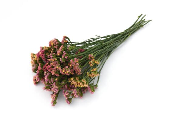 Limonium QIS Apricot scaled