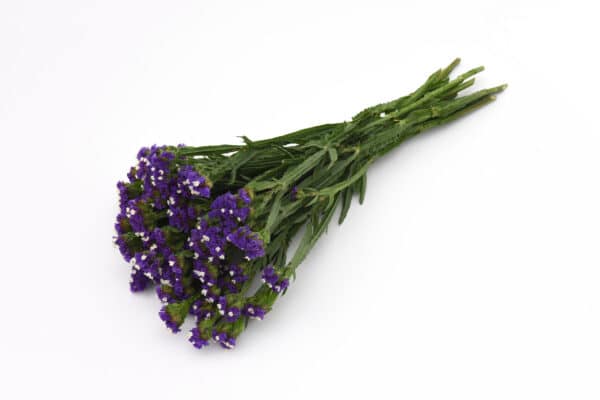 Limonium QIS Dark Blue 2 scaled