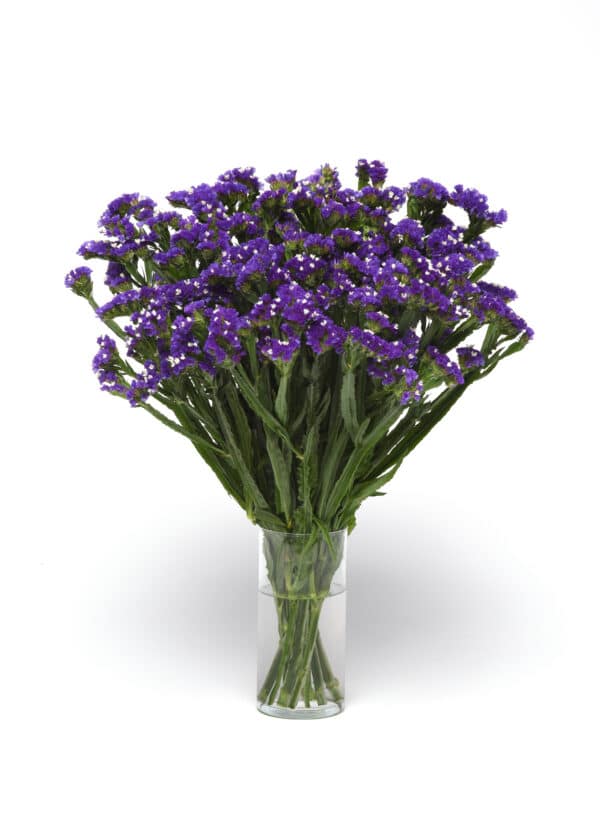 Limonium QIS Dark Blue 3 scaled