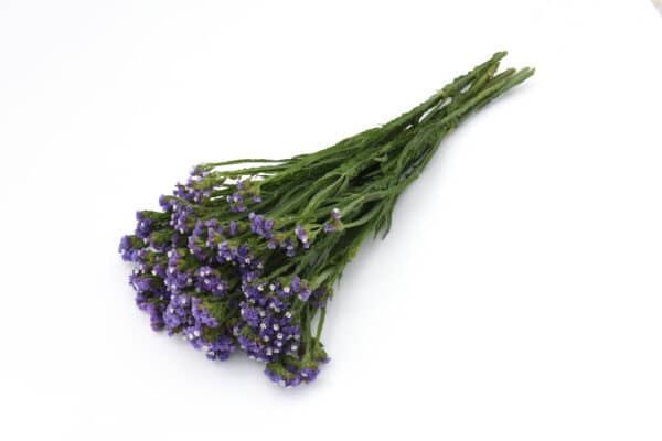 Limonium QIS Pale Blue 1 scaled