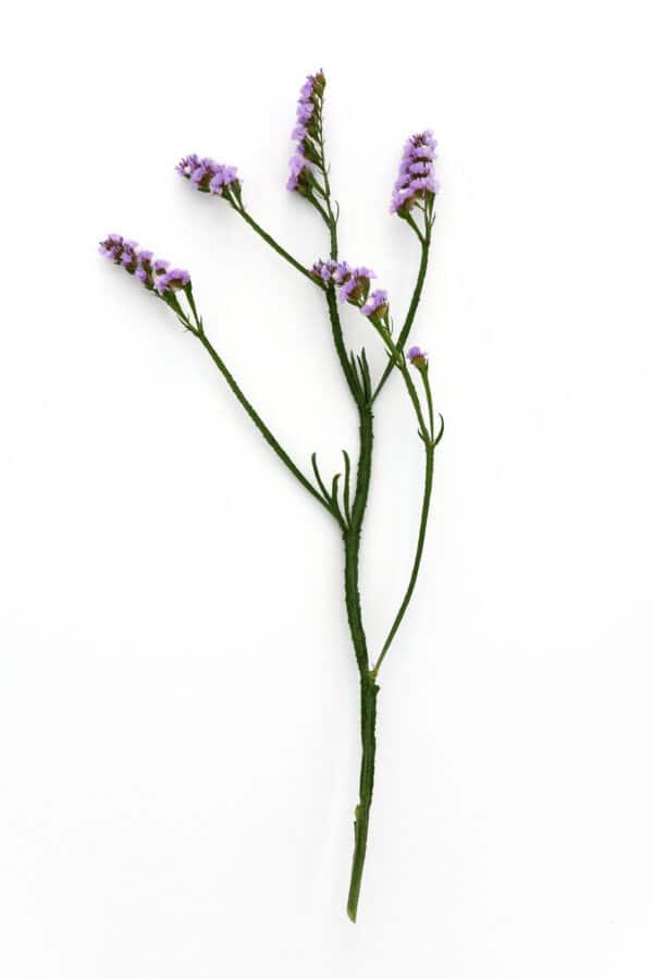 Limonium QIS Pale Blue 2 scaled