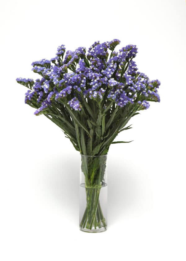 Limonium QIS Pale Blue 3 scaled