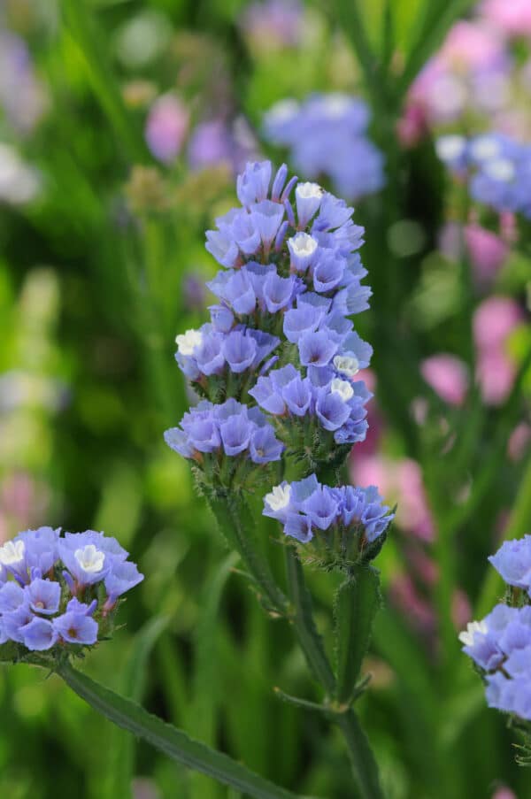 Limonium QIS Pale Blue scaled