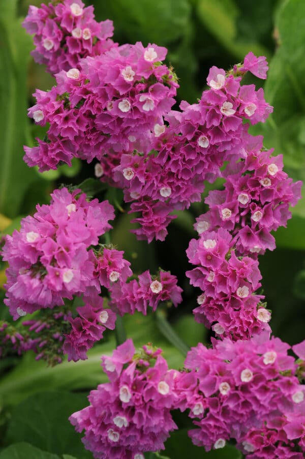 Limonium QIS Rose 1 scaled